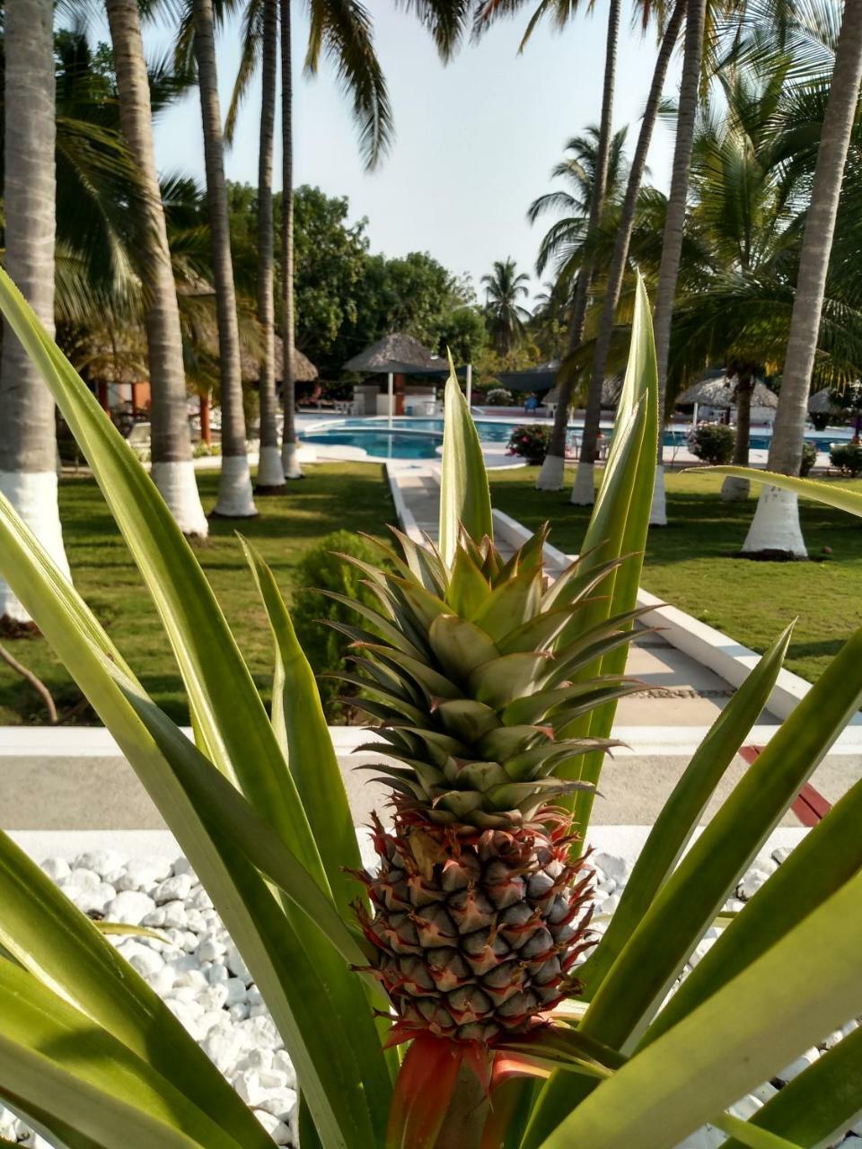 Hotel Y Club Campestre Altos Paraiso Puerto Escondido  Exteriör bild